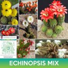 Echinopsis Cactus Mix Seeds Easy to Grow