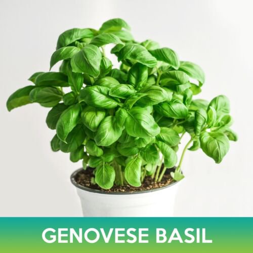 Genovese Basil Seeds Easy to Grow
