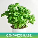 Genovese Basil Seeds Easy to Grow