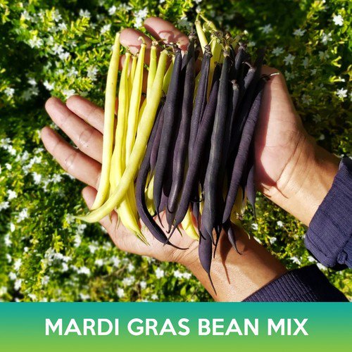 Mardi Gras Bean Mix Seeds Easy to Grow