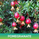 Pomegranate Seed Punica Granatum  Easy to Grow