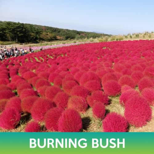 Burning Bush Grass Seeds Ragweed Bassia Scoparia Easy to Grow