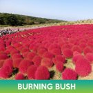 Burning Bush Grass Seeds Ragweed Bassia Scoparia Easy to Grow