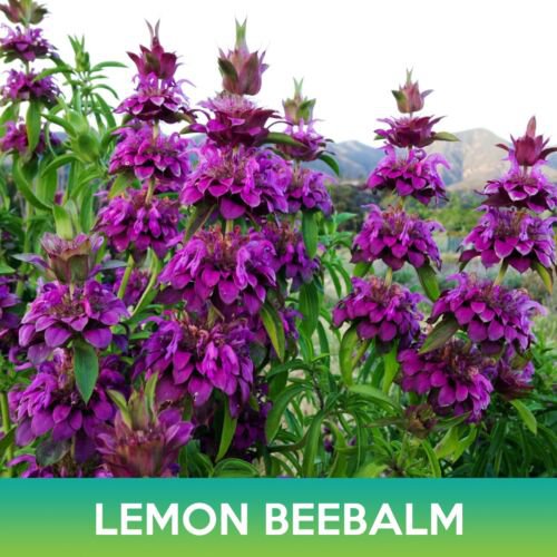 Lemon Beebalm Lemon Mint Seed Monarda Citriodora Easy to Grow