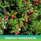 Pinemat Manzanita Groundcover Seeds Arctostaphylos Nevadensis Easy to Grow
