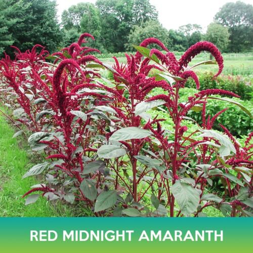 Red Midnight Amaranth Seeds Amaranthus Cruentus Easy to Grow