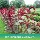 Red Midnight Amaranth Seeds Amaranthus Cruentus Easy to Grow