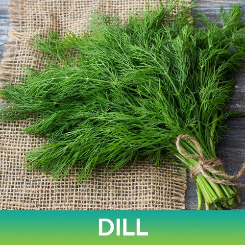 Dill Seeds Easy to Grow