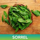 Garden Sorrel Seeds Easy to Grow