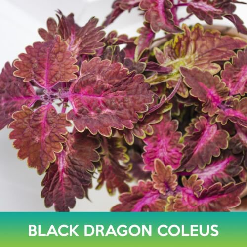 Black Dragon Coleus Seeds Solenostemon Scutellarioides Easy to Grow