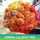 Zinnia Lilliput Mix Seeds Easy to Grow