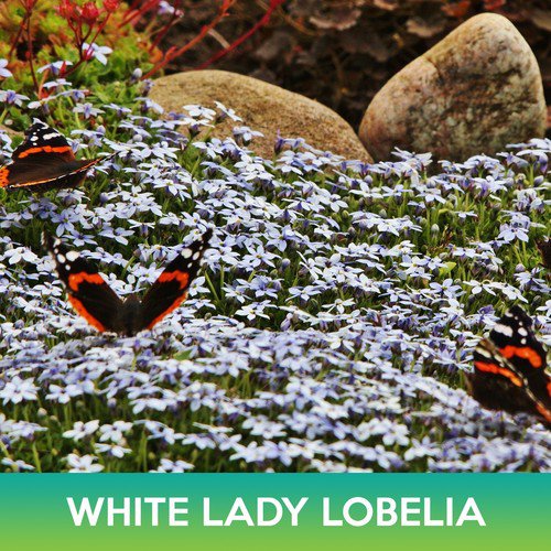 White Lady Lobelia Seeds Lobelia Erinus Easy to Grow