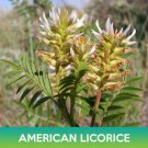 American Licorice Seeds Wild Licorice Glycyrrhiza Lepidota Combined  Easy to Grow