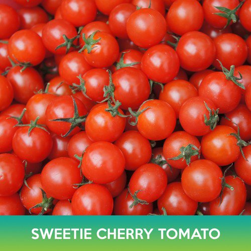 Cherry Sweetie Tomato Seed Easy to Grow