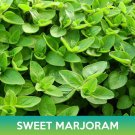 Sweet Marjoram Seeds Origanum Majorana Easy to Grow