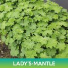 Lady'S Mantle Seeds Alchemilla Mollis Easy to Grow