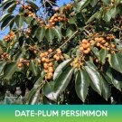 Date Plum Persimmon Seeds Diospyros Lotus Easy to Grow