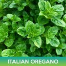 Italian Oregano Seeds Origanum Vulgare Easy to Grow