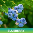 Blueberry Highbush Seeds Vaccinium Corymbosum Easy to Grow