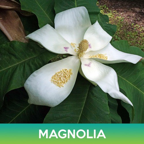 Magnolia Tree Seeds Magnolia Ashei Easy to Grow