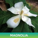 Magnolia Tree Seeds Magnolia Ashei Easy to Grow