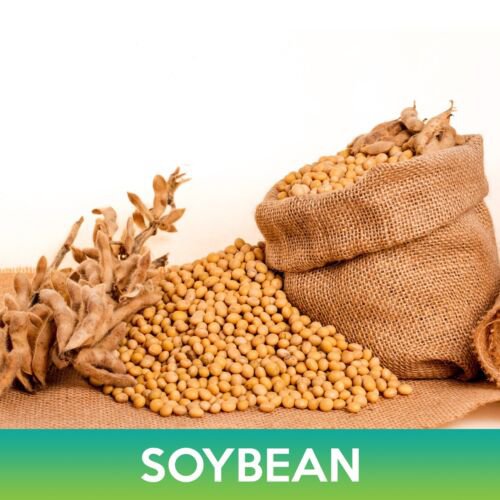Soybean Seeds Glycine Max Easy to Grow