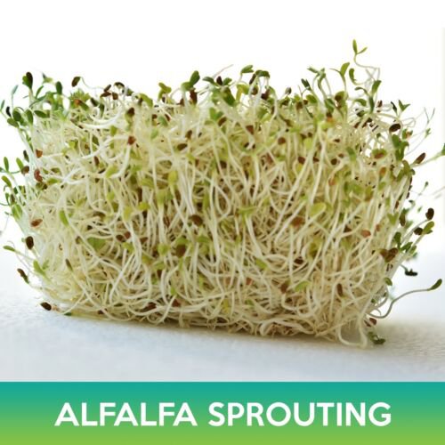 Alfalfa Sprouting Seeds Medicago Sativa Combined On 500 Seeds Easy to Grow