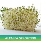 Alfalfa Sprouting Seeds Medicago Sativa Combined On 500 Seeds Easy to Grow