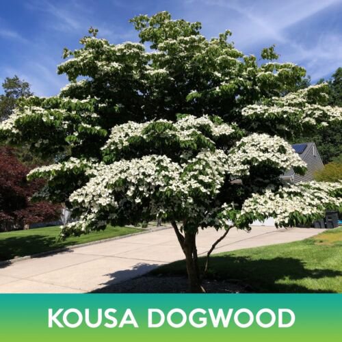 Ko Dogwood Tree Seeds Cornus Ko Var Chinensis Milky Way Easy to Grow