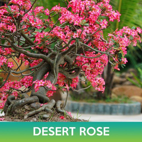 Desert Rose Seed Easy to Grow