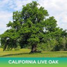 California Live Oak Seeds Coast Live Oak Quercus Agrifolia Easy to Grow