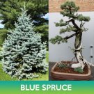 Blue Spruce Seeds Colorado Blue Spruce Picea Pungens Easy to Grow