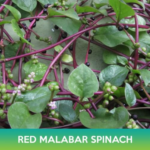 Red Malabar Spinach Seeds Basella Rubra Easy to Grow