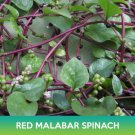 Red Malabar Spinach Seeds Basella Rubra Easy to Grow