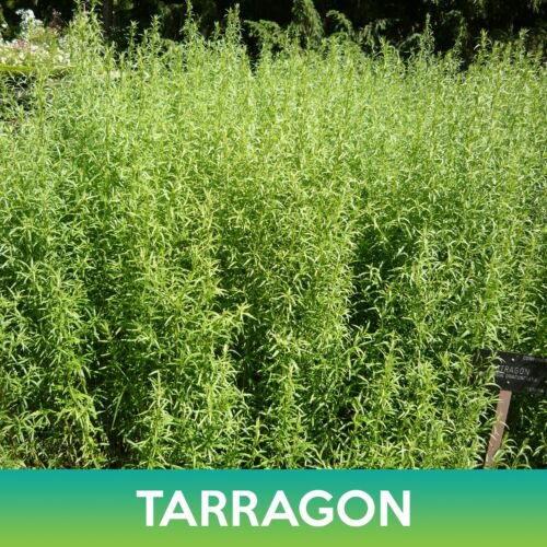 Tarragon Seeds Easy to Grow