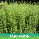 Tarragon Seeds Easy to Grow