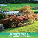 Scolopendrifolium Japanese Maple Seeds Acer Palmatum Scolopendrifolium Easy to Grow