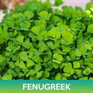 Fenugreek Seeds Trigonella Foenum Graecum Easy to Grow