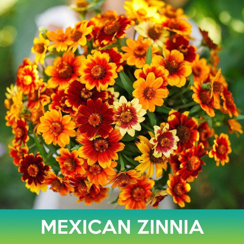 Mexican Zinnia Flower Seeds Persian Carpet Zinnia Haageana Easy to Grow