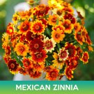 Mexican Zinnia Flower Seeds Persian Carpet Zinnia Haageana Easy to Grow