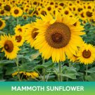 Mammoth Grey Stripe Sunflower Seed Easy to Grow
