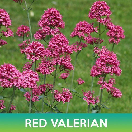 Red Valerian Flower Seeds Jupiter'S Beard Centranthus Ruber Easy to Grow