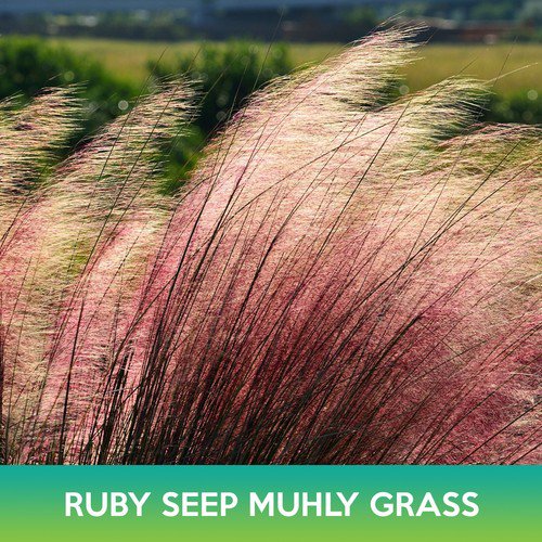 Ruby Seep Muhly Grass Seeds Easy to Grow