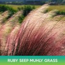 Ruby Seep Muhly Grass Seeds Easy to Grow