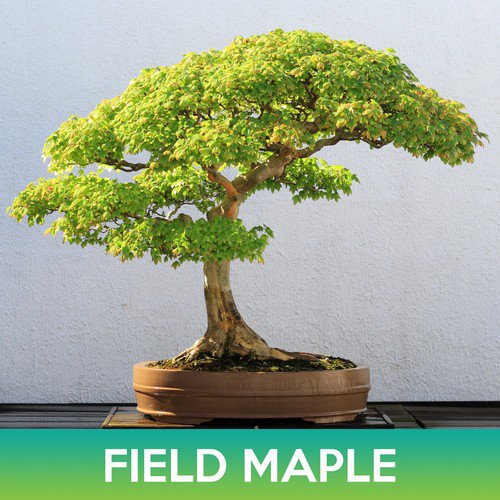 Field Maple Seeds Common Maple Acer Campestre Easy to Grow