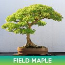 Field Maple Seeds Common Maple Acer Campestre Easy to Grow