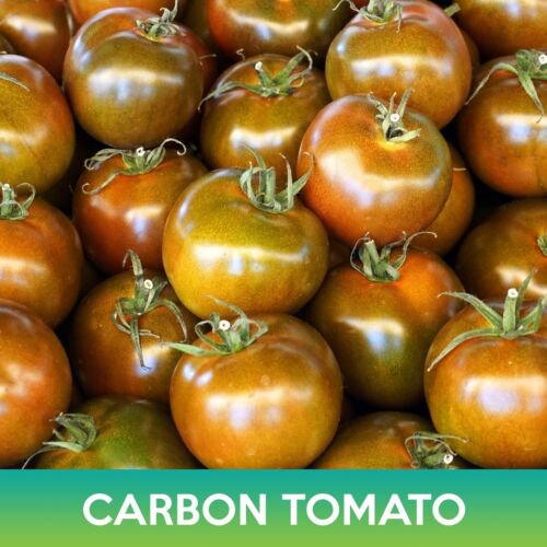 Carbon Tomato Seeds Easy to Grow