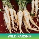 Wild Parsnip Seeds Pastinaca Sativa Easy to Grow