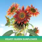 Velvet Queen Sunflower Seeds Easy to Grow
