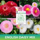 English Daisy Mix Seeds Bellis Perennis Super Enorma Easy to Grow